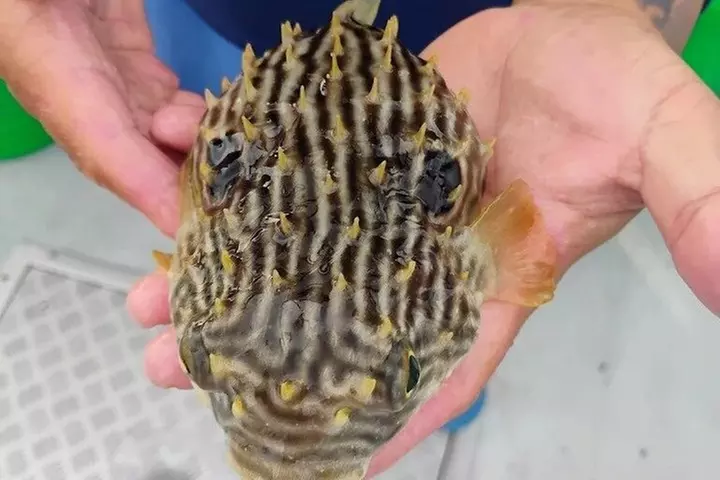 Eco Tour and Dolphin Watch