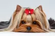 $25 For $50 Toward Dog Or Cat Grooming Services - Second Medium