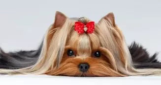$25 For $50 Toward Dog Or Cat Grooming Services