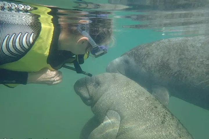Swim with Manatees: Eco-Educational Tour in Crystal River