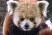 Sacramento Zoo General Admission Ticket - Second Medium