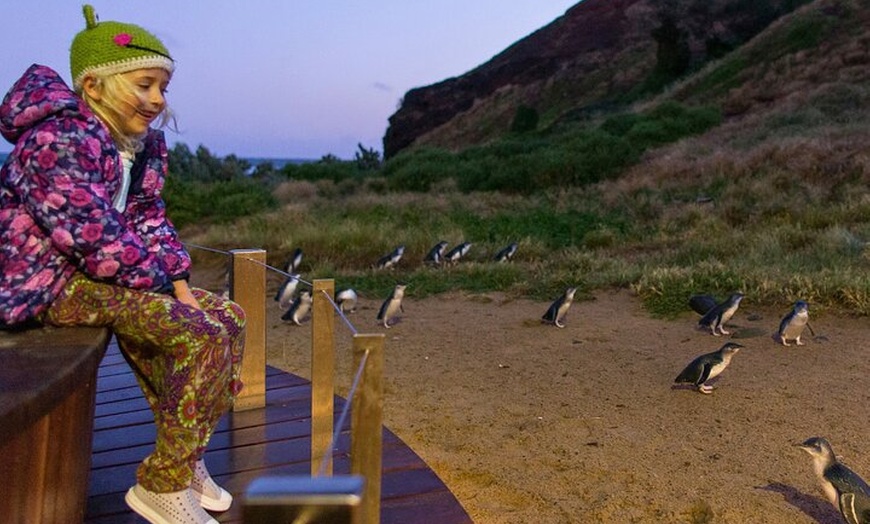 Image 15: Penguin Parade, & Wildlife Encounters Eco Tour from Melbourne