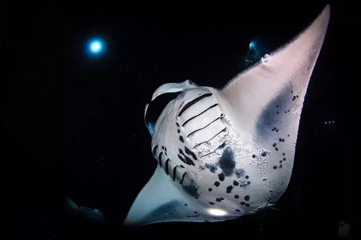 Kona's Best Manta Ray Night Snorkel Small Group Experience