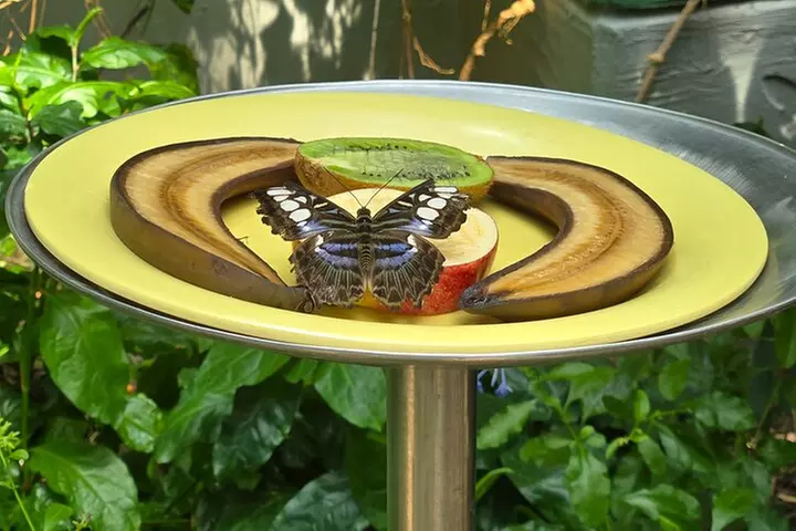 Lincoln Park Nature Museum and Zoo Public Walking Tour