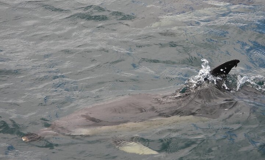 Image 3: Avistamiento de Delfines en Gibraltar desde la Costa Cádiz