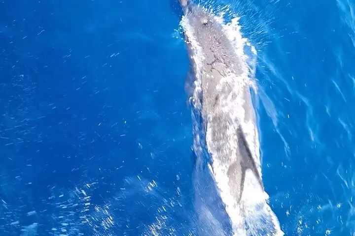 Private Dolphin Watch and Sunset Boat Tour Port Aransas Texas