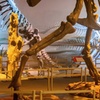 Image 4: Natural History Museum London Guaranteed Free Entry & Audio Tour