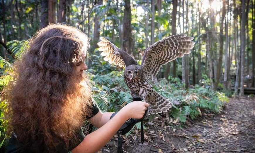 Image 1: Buderim Forest Flight Owl Encounter and Tour