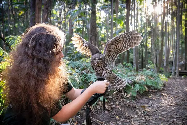 Buderim Forest Flight Owl Encounter and Tour - Primary Image