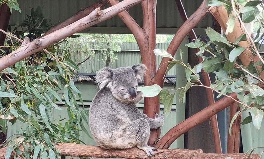 Image 16: PVT Guided Tour: Sydney Opera House and Featherdale Wildlife Park