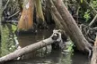 Honey Island Swamp Boat Tour - Second Medium