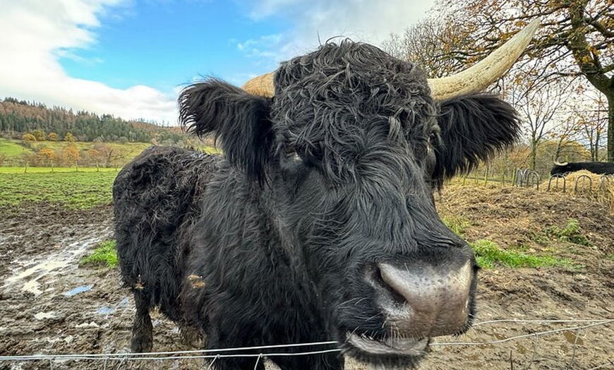 Image 12: The Highland Cows Experience in Scotland