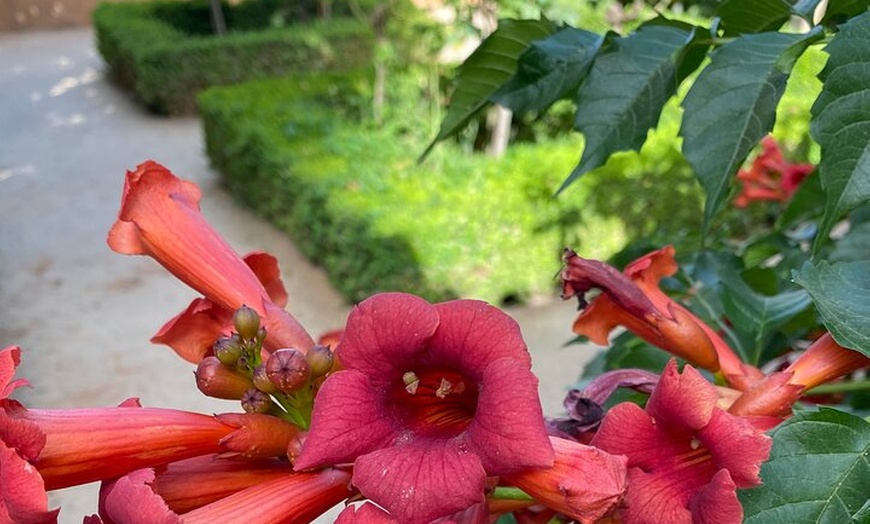 Image 17: Entradas de La Alhambra con Palacios Nazaríes +Tren Turístico