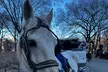 Central Park Daytime Carriage Ride NYC's Timeless Tour - Second Medium