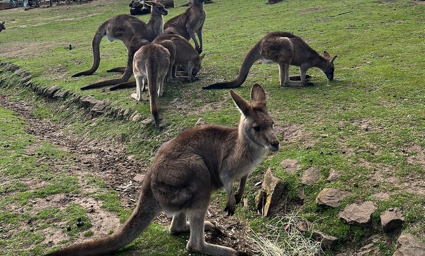 Image 5: Explore Wildlife and Richmond Heritage Tour