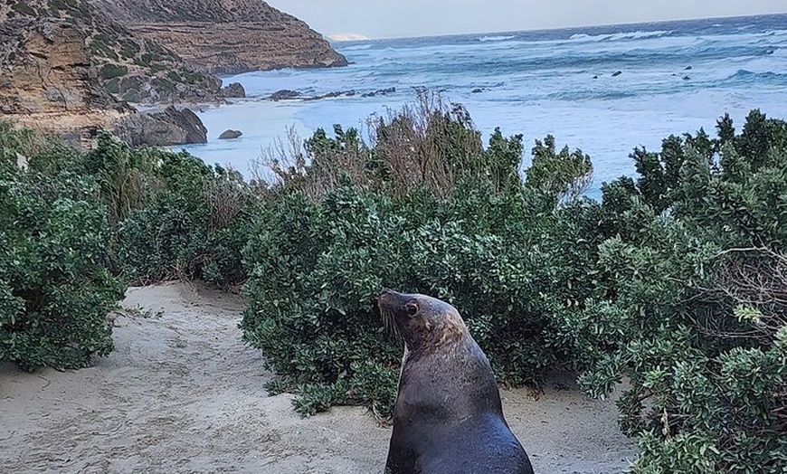 Image 20: Premium 2 Day Kangaroo Island Minibus Tour from Adelaide