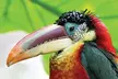 $18.50 for $37 worth of One Admission To The Alligator Farm - BLACKOUT DATES APPLY - Second Medium