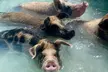 Swimming Pigs Encounter and Rose Island Beach Day Adventure - Second Medium