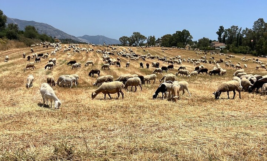 Image 11: 1 Hora de Aventura Guiada en Quads ATV en Mijas Málaga