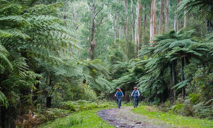 Image 2: Yarra Valley Redwood Forest Mountain Bike Adventure