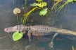 Miami: 60 Minute Private Everglades Airboat Ride - Second Medium