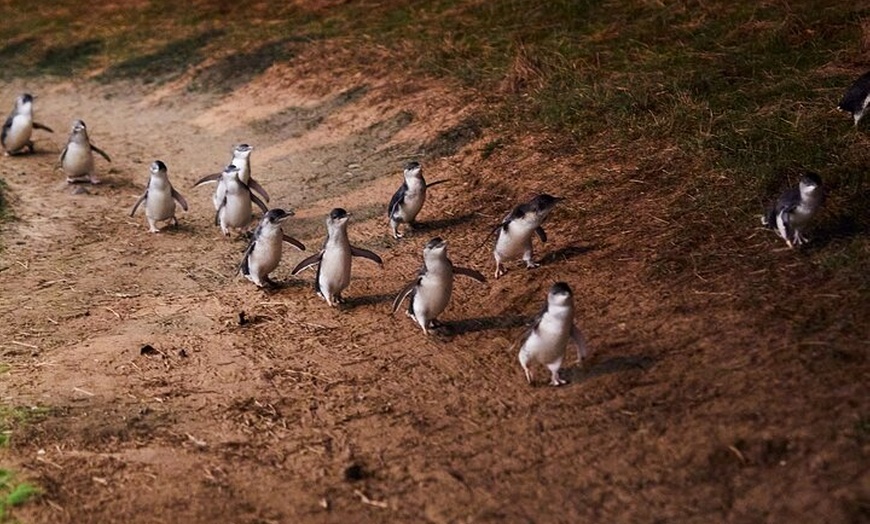 Image 11: Melbourne: Penguin Parade , Koala & Brighton Bathing Boxes