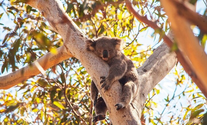 Image 9: Stradbroke Island Eco Day Trip from Brisbane – Wildlife & Beaches