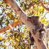 Image 9: Stradbroke Island Eco Day Trip from Brisbane – Wildlife & Beaches