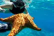 Speed Boat with Snorkeling Adventure of Cancun - Second Medium