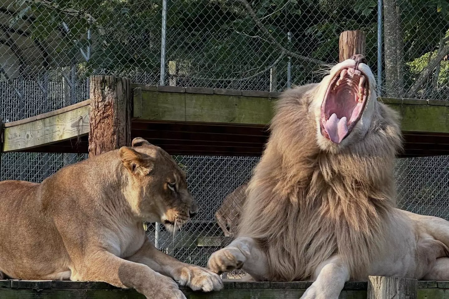 $20 For A Zoo Admission, Wild Adventure Mini-Golf & Parakeet Jungle...