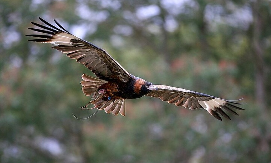 Image 7: Melbourne 2 or 3 Day Unlimited Pass