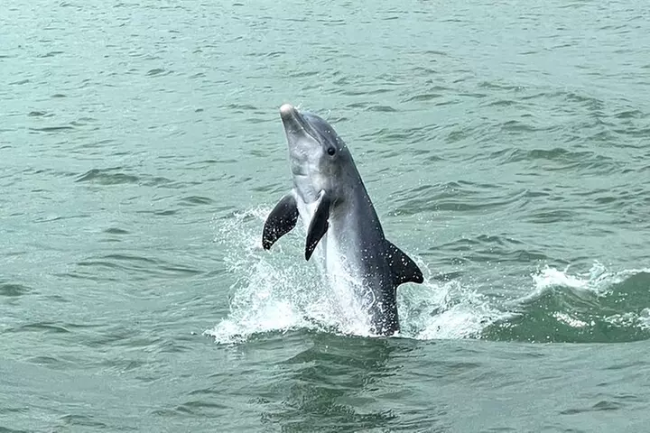 Marco Island Dolphin Watching & Tubing Adventure - Second Medium