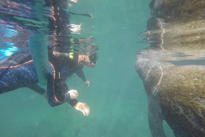 Guided Small Group Manatee Snorkeling Tour with In-Water Photographer