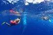 Whale Shark & Manta Ray Snorkel -(May-Sept) Only 10pp per Boat - Second Medium
