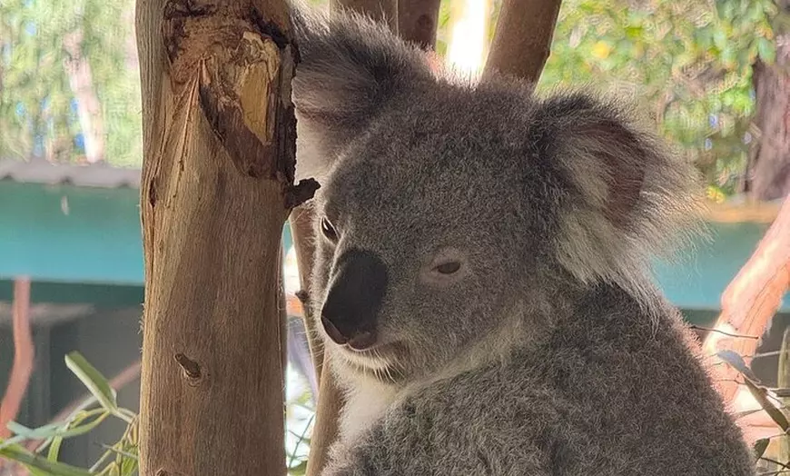 Image 32: PVT Guided Tour: Sydney Opera House and Featherdale Wildlife Park