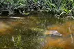 Eco Friendly Swamp Tour with Lunch Stop - Second Medium
