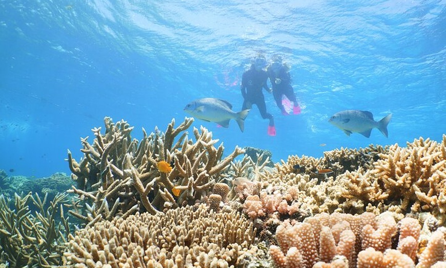 Image 2: Quicksilver Outer Great Barrier Reef Snorkel Cruise from Palm Cove