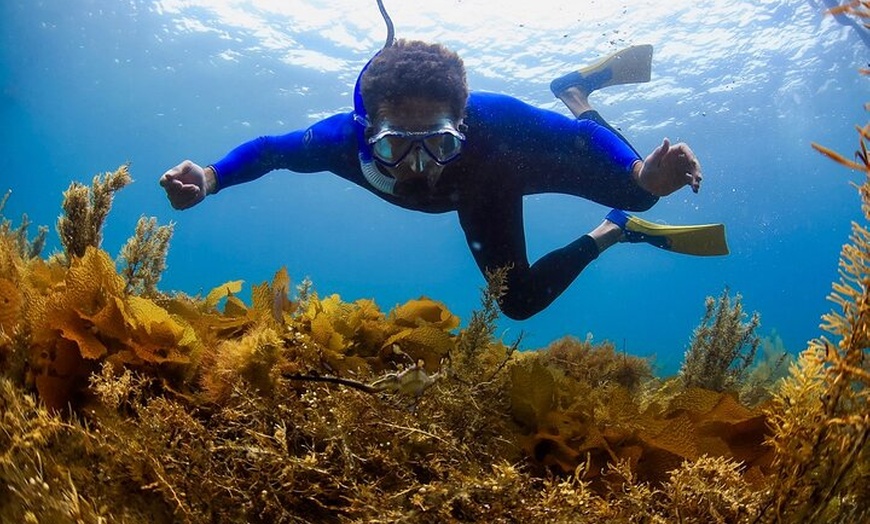 Image 11: 2 hour Seals & Seadragon Swim