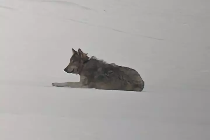 Yellowstone PRIVATE Winter SAFARI and Wolf Watching