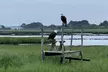 Narrated Tour of Chincoteague, Wild Pony and Nature Cruise - Second Medium