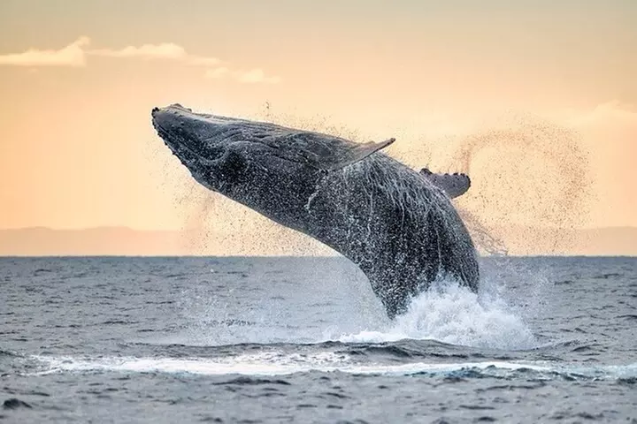 Winter Whale Watching Adventure in Kauai - Primary Image