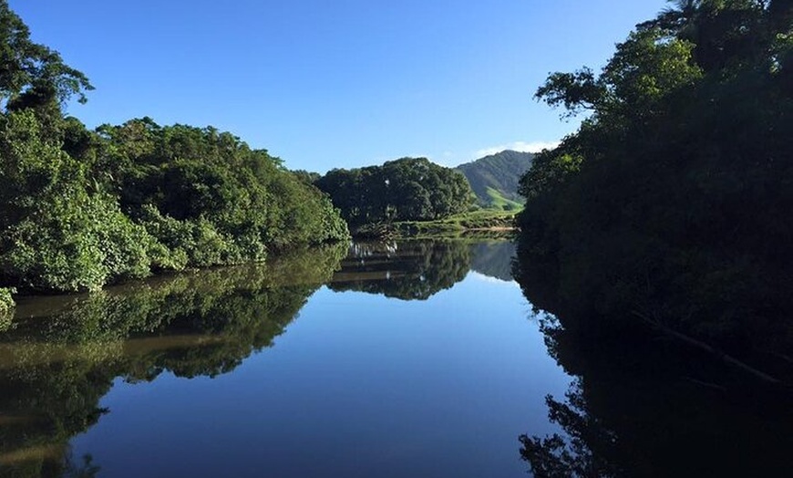 Image 2: Ultimate Daintree Rainforest Wildlife Experience Cruise