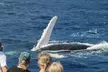 Afternoon Whale Watching Tour in Maui with Dinner - Image 6