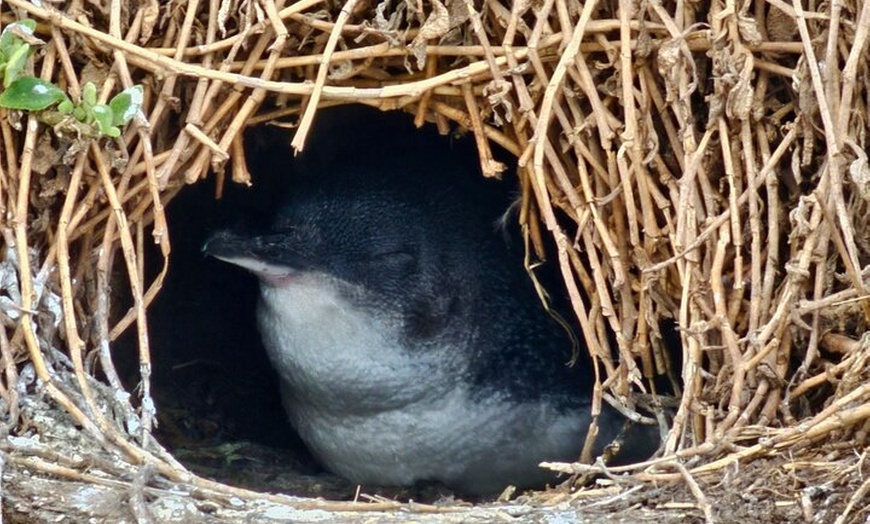 Image 10: Puffing Billy Tour and Penguin Parade from Melbourne