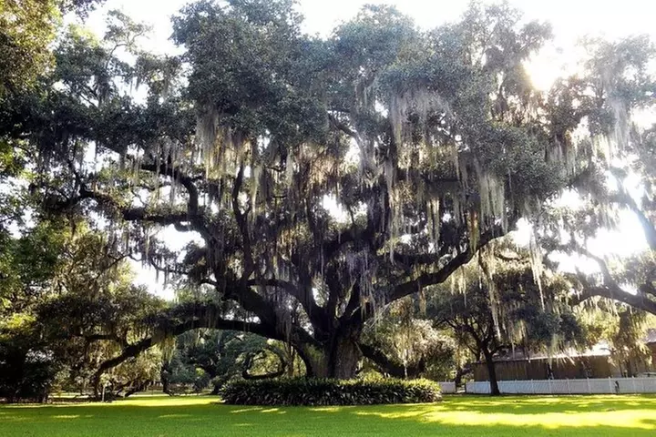 Destrehan Plantation and Swamp Tour from New Orleans