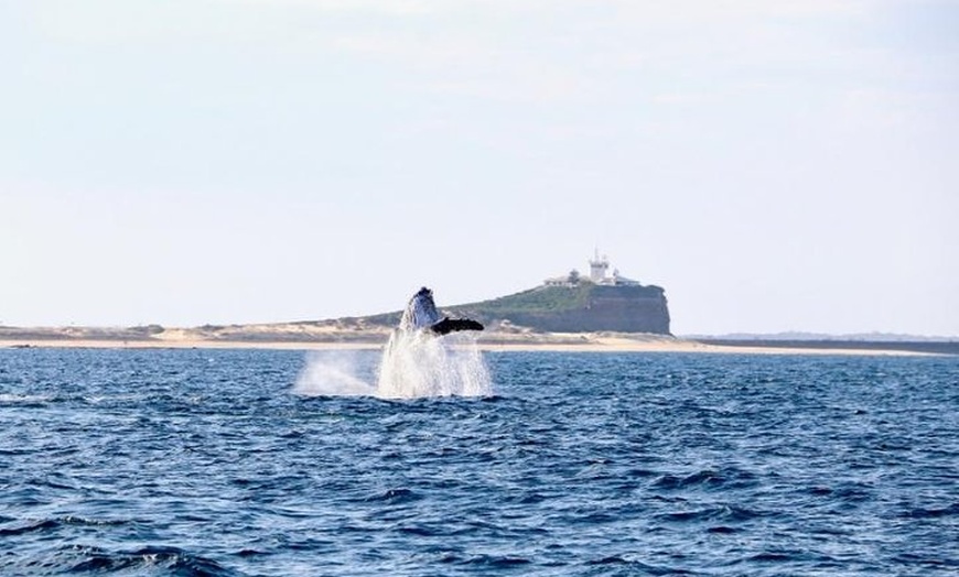 Image 4: Humpback Whale Encounter Tour from Newcastle