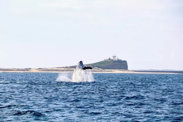 Humpback Whale Encounter Tour from Newcastle