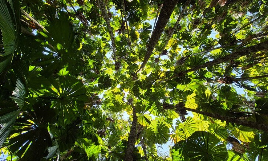 Image 3: Private Luxury Daintree Dream Tour All Inclusive