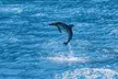 2 Hour Maui Dolphin Watch Sightsee Raft Tour (Semi-Private) - Second Medium