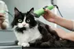 $20 For $40 Toward Grooming, Boarding Or Daycare - Second Medium